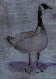 canada-goose-12